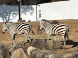 よこはま動物園ズーラシアに投稿された画像（2023/2/26）