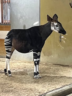 よこはま動物園ズーラシアに投稿された画像（2023/2/26）