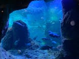 新江ノ島水族館に投稿された画像（2023/2/26）