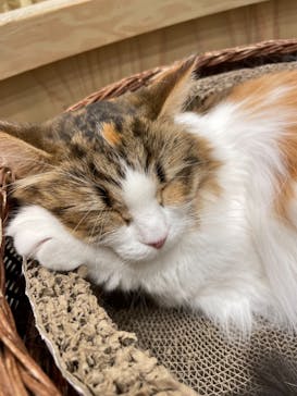 猫カフェモカ イオンモール岡山店に投稿された画像（2023/2/26）
