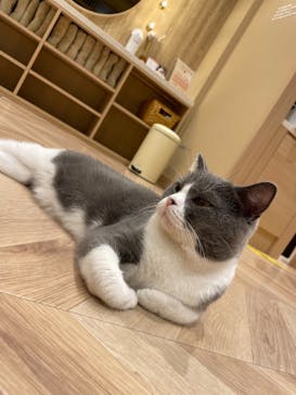 猫カフェモカ イオンモール岡山店に投稿された画像（2023/2/26）