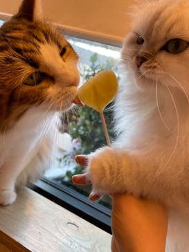 猫カフェモカ イオンモール岡山店に投稿された画像（2023/2/26）