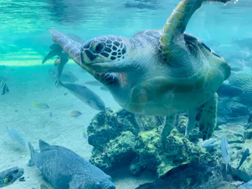 横浜・八景島シーパラダイスに投稿された画像（2023/2/26）