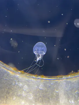 横浜・八景島シーパラダイスに投稿された画像（2023/2/26）