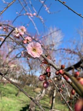 偕楽園本園に投稿された画像（2023/2/26）