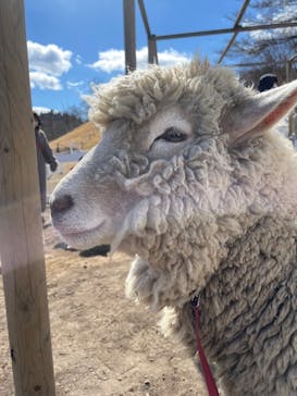 伊香保グリーン牧場に投稿された画像（2023/2/26）