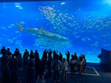 沖縄美ら海水族館に投稿された画像（2023/2/27）