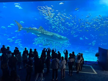 沖縄美ら海水族館に投稿された画像（2023/2/27）