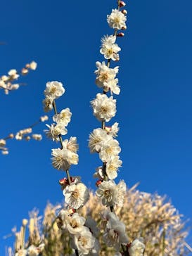 偕楽園本園に投稿された画像（2023/2/27）