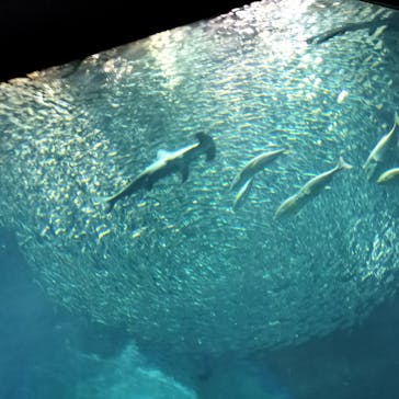 マリンワールド海の中道に投稿された画像（2023/2/27）