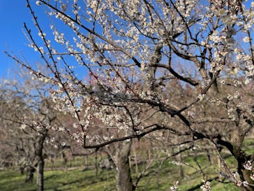 偕楽園本園に投稿された画像（2023/2/27）