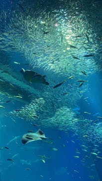 アクアワールド茨城県大洗水族館に投稿された画像（2023/2/27）