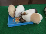天王寺動物園に投稿された画像（2023/2/27）