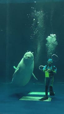 島根県立 しまね海洋館に投稿された画像（2023/2/27）