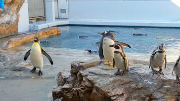 島根県立 しまね海洋館に投稿された画像（2023/2/27）