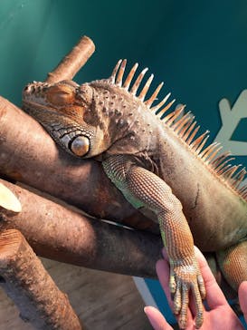 Moff animal cafe iias つくば店に投稿された画像（2023/2/27）