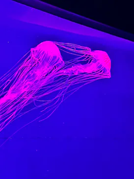 すみだ水族館に投稿された画像（2023/2/27）