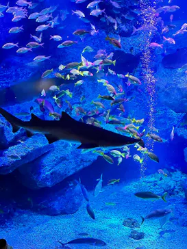 すみだ水族館に投稿された画像（2023/2/27）