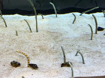 すみだ水族館に投稿された画像（2023/2/27）