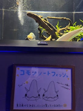 カワスイ 川崎⽔族館に投稿された画像（2023/2/27）