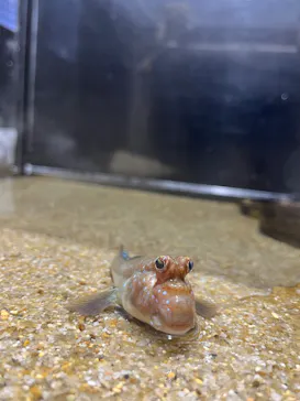 カワスイ 川崎⽔族館に投稿された画像（2023/2/27）