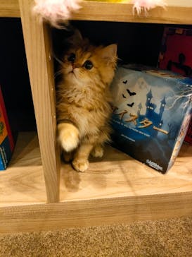 猫カフェモカ　渋谷公園通り店に投稿された画像（2023/2/27）