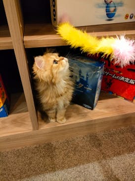 猫カフェモカ　渋谷公園通り店に投稿された画像（2023/2/27）