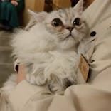 猫カフェモカ　新宿店に投稿された画像（2023/2/27）