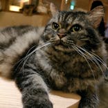 猫カフェモカ　新宿店に投稿された画像（2023/2/27）