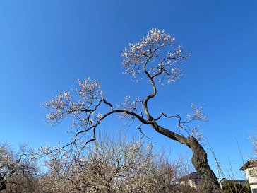 偕楽園本園に投稿された画像（2023/2/27）