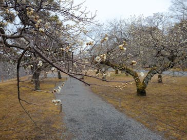 元離宮二条城に投稿された画像（2023/2/27）