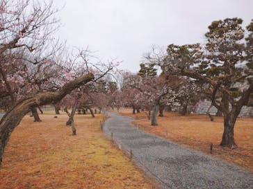 元離宮二条城に投稿された画像（2023/2/27）