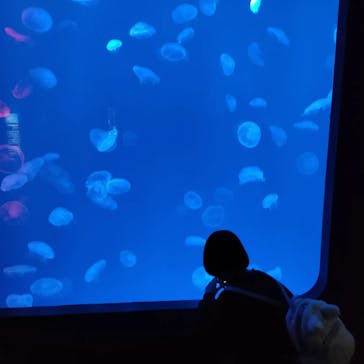 大分マリーンパレス水族館 「うみたまご」に投稿された画像（2023/2/27）