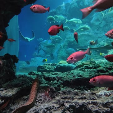 大分マリーンパレス水族館 「うみたまご」に投稿された画像（2023/2/27）