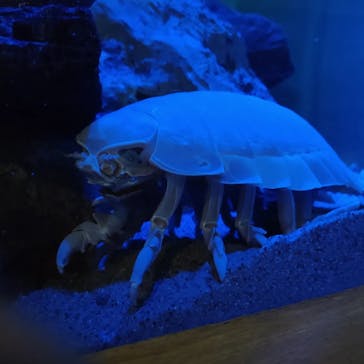 大分マリーンパレス水族館 「うみたまご」に投稿された画像（2023/2/27）