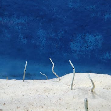 大分マリーンパレス水族館 「うみたまご」に投稿された画像（2023/2/27）