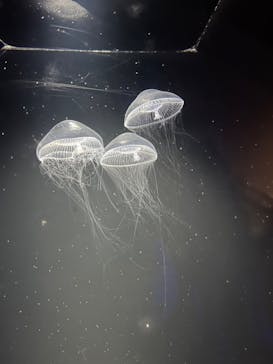 九十九島水族館海きららに投稿された画像（2023/2/27）