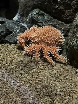 しながわ水族館に投稿された画像（2023/2/27）