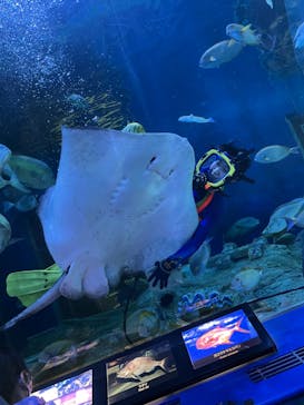 しながわ水族館に投稿された画像（2023/2/27）