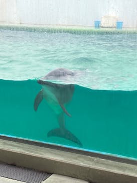 しながわ水族館に投稿された画像（2023/2/27）