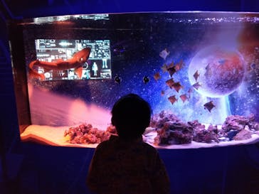 UWSアクアリウム　UNDER WATER SPACEに投稿された画像（2023/2/27）