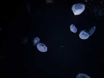 サンシャイン水族館に投稿された画像（2023/2/27）