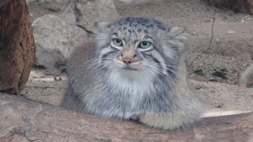 神戸どうぶつ王国に投稿された画像（2023/2/27）