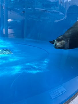 サンシャイン水族館に投稿された画像（2023/2/27）