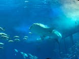 沖縄美ら海水族館に投稿された画像（2023/2/28）