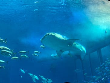 沖縄美ら海水族館に投稿された画像（2023/2/27）