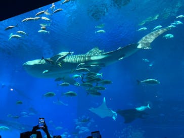沖縄美ら海水族館に投稿された画像（2023/2/27）