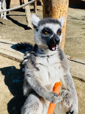 しろとり動物園に投稿された画像（2023/2/27）