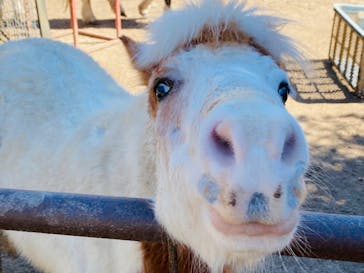 しろとり動物園に投稿された画像（2023/2/27）