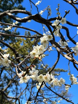 三溪園に投稿された画像（2023/2/28）